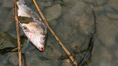 Dead fish on the river polluted water.