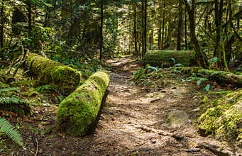 Trail through tall trees in a wet forest Cypress Falls Park British Columbia Canada