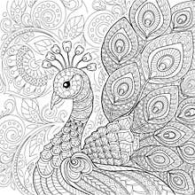 Peacock in zentangle style. Adult antistress coloring page
