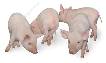 Four pigs