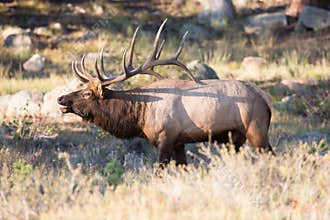 Bull elk bugling