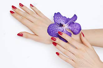 Pink manicure and purple orchid
