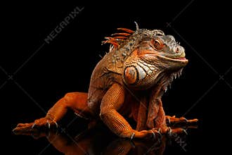 Orange green iguana isolated on black background