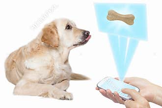 Dog and technology concept