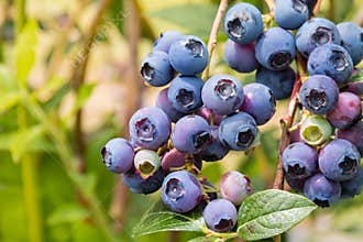 Fresh organic blueberries on blueberry bush