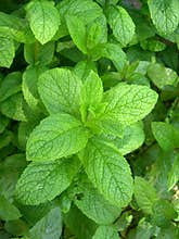 Fresh mint