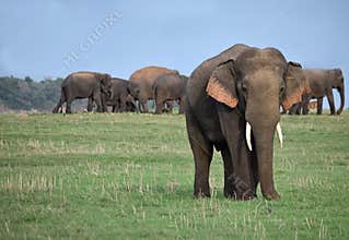 Male tusker and a herd of wild elephants