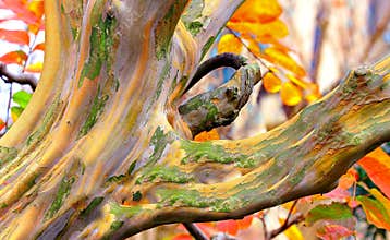 Rainbow Eucalyptus tree