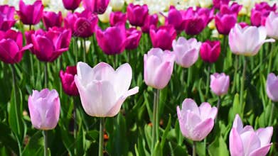 Purple and pink tulips flowers
