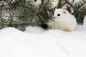 Low angle of a short tailed weasel