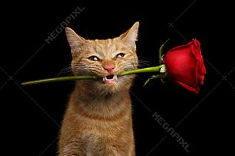 Portrait of ginger cat brought rose as a gift