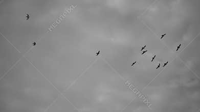 Flock Of Birds Flying Slow Motion Video