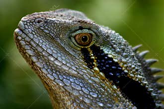Australian Water Dragon