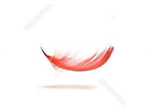 Red feather