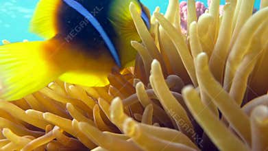 Clown fish in anemone close, Red sea. Egypt