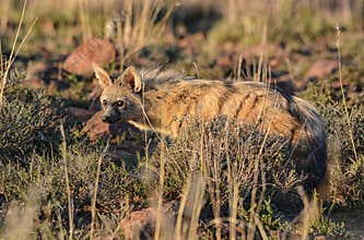 Aardwolf