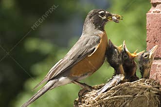 Mother Robin Feeding Babies