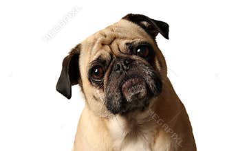 Pug Mug