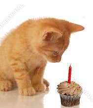 Birthday kitten with cupcake