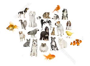 Arrangement of 22 domestic animals