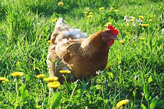 Free Range