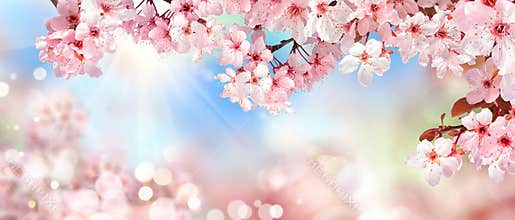Spring scenery with pink cherry blossoms
