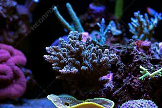 Colorful Acropora SPS coral in reef aquarium tank