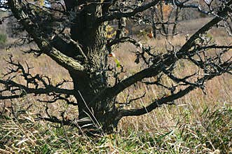 Dead Tree Amidst Prairie Grass