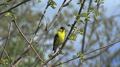 American goldfinch in spring tree