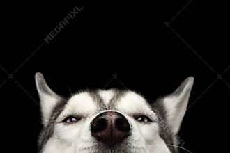 Siberian Husky Dog on Black Background