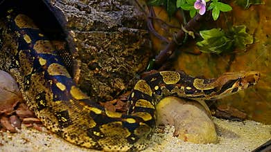 Boa Constrictor snake