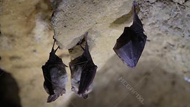 Lesser horseshoe bats Rhinolophus hipposideros