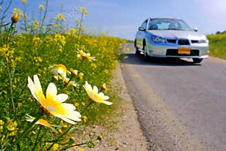 Car and daisies on the road