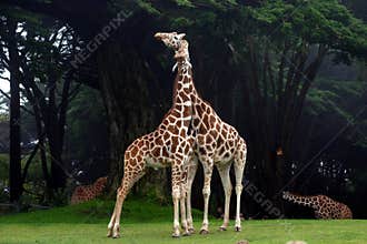 Giraffes Necking