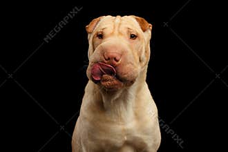 Shar-pei Dog Isolated on Black Background
