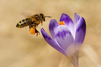 Honeybees Apis mellifera, bees flying over the crocuses in the spring