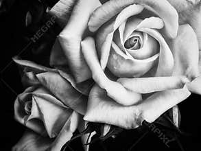 Two dark roses on a black background