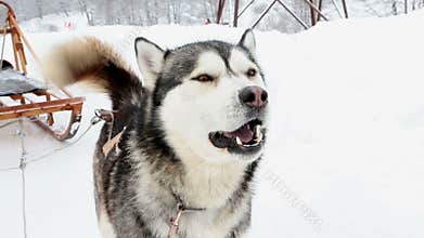 Dog Siberian Husky Husky barking.