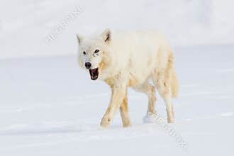 Arctic wolf eating a vole