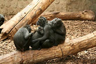 Sulawesi / Celebes Crested Black Macaque