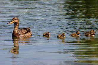 Family of Ducks