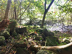 Rugged tropical jungle trail down to Waipi’o Valley on the Big Island of Hawaii
