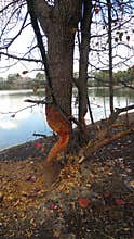 Beaver damage