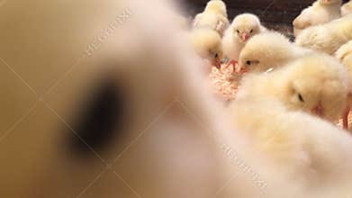 Lot of small chicks wonder camera and chirp. Chicken Farm. Closeup Chicks In Cage