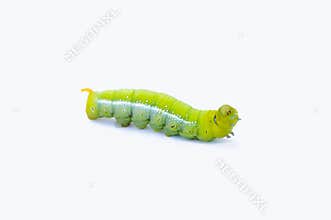 Green worm caterpillars animals isolate on white background