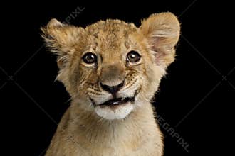 Portrait of Lion Cub