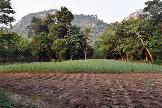 Agriculture On Hill Area