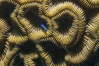 Neon Goby and Coral
