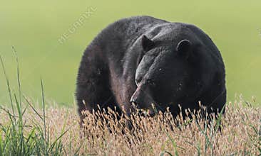 Black Bear
