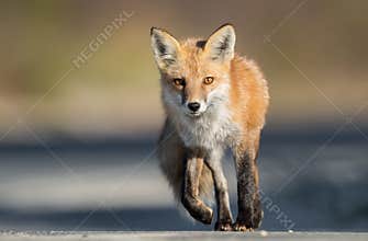 Red Fox